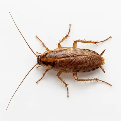 Fumigación de Cucarachas en Puebla